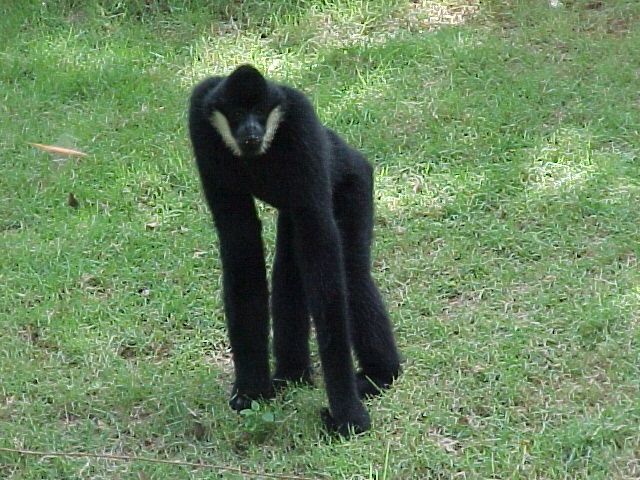 Archivo:Witwanggibbon M.jpg