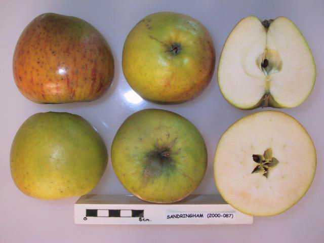 File:Cross section of Sandringham, National Fruit Collection (acc. 2000-087).jpg