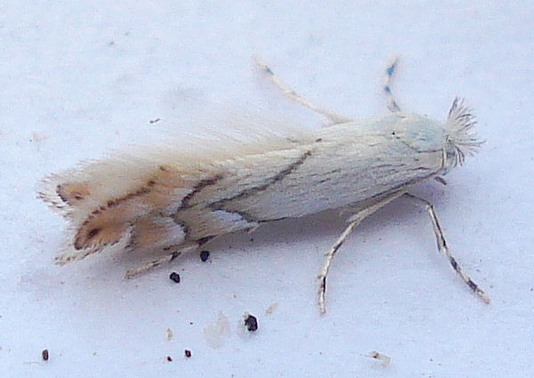 File:Phyllonorycter harrisella - British Moths.jpg