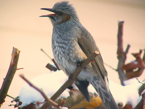 Archivo:Brown-eared Bulbul 1.jpg