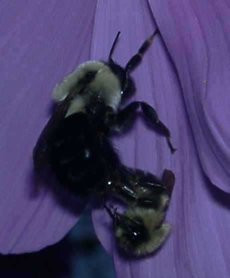 File:Dronefertilizesbumblebee2.jpg