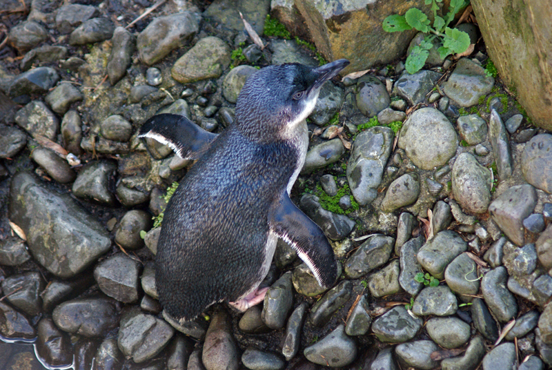 File:Eudyptula minor -Wellington Zoo, New Zealand-8a (1).jpg