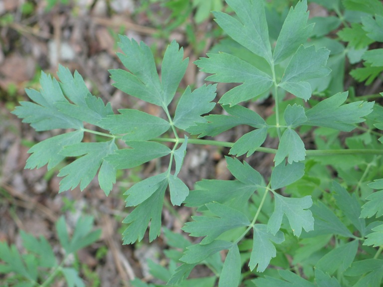 File:Lomatium californicum.jpeg