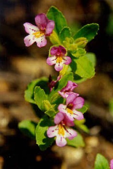 Файл:Mimulus clivicola.jpg