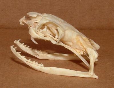 File:Ophiophagus hannah skull.jpg