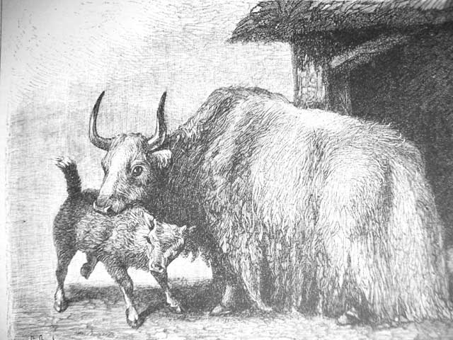 File:Yak Drawing historic.jpg