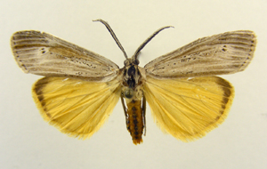 File:Afrocoscinia aethiopica.jpg