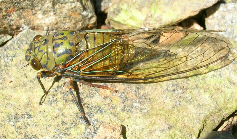 File:Cicada green.JPG