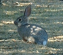 File:DesertCottontail.jpg