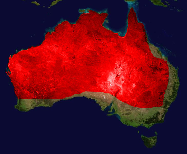 File:King Brown Mulga Range.jpg