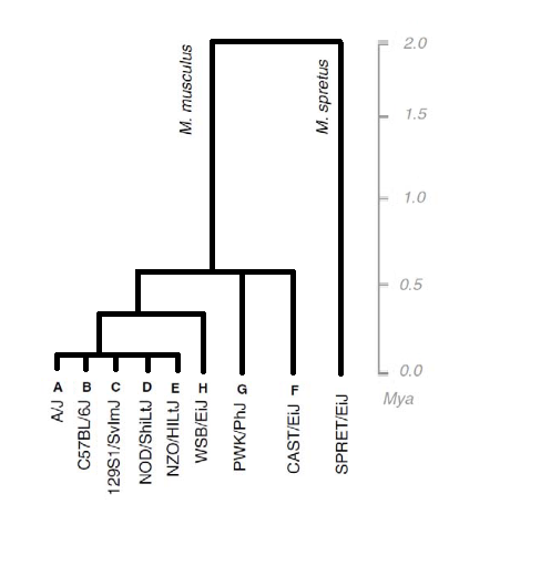 File:PHYLOGENTIC TREE REDRAW.png