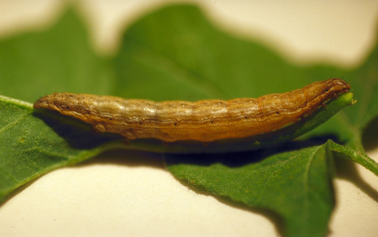 File:Tyta luctuosa larva.jpg