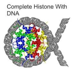 File:Complete Histone with DNA.png