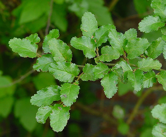 Archivo:Nothofagus antarctica D.jpg