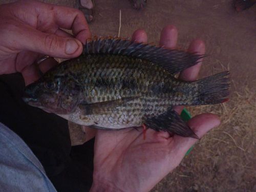 File:Oreochromis karomo.jpg