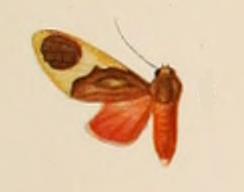 File:Paranerita granatina.JPG