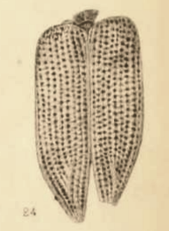 File:Buprestis saxigena Scudder 1890 pl2 Fig24.png