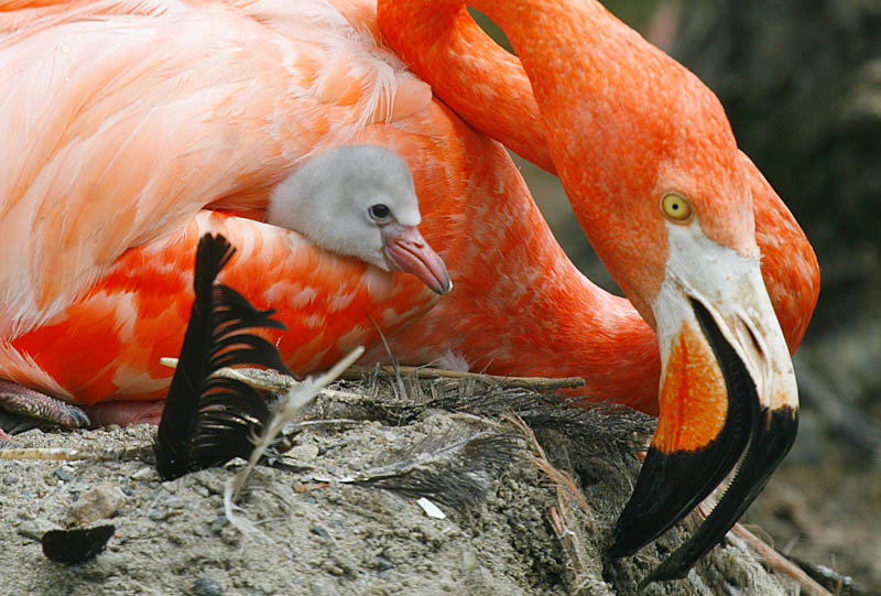 File:Flamingowithchick08.jpg