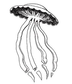 File:Stygiomedusa Gigantea ov.jpg