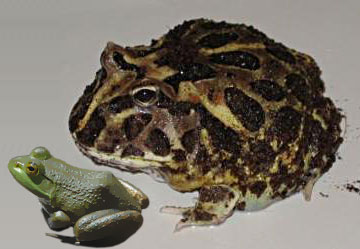 Файл:Beelzebufo comparison.jpg