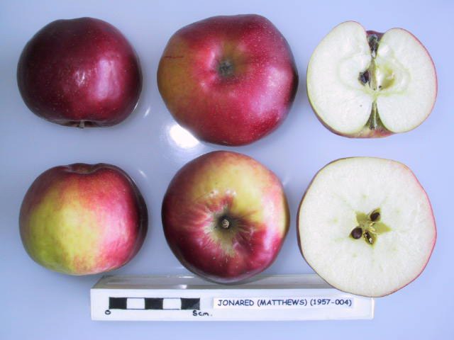 File:Cross section of Jonared, National Fruit Collection (acc. 1957-004).jpg