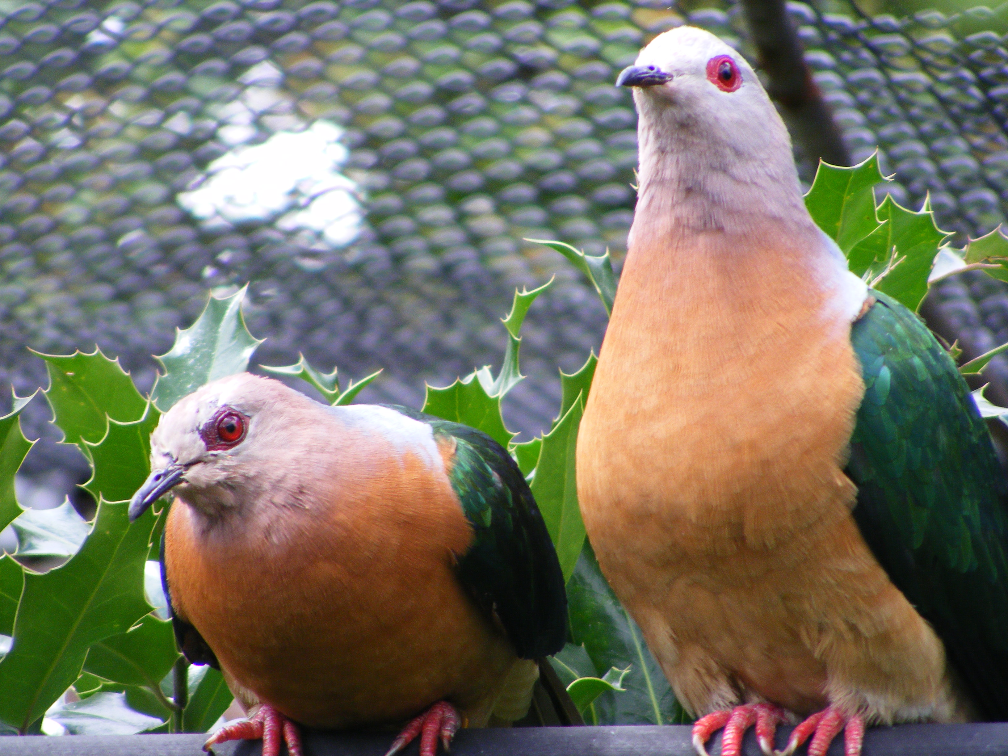 Purple-tailed imperial pigeon, Ducula rufigaster