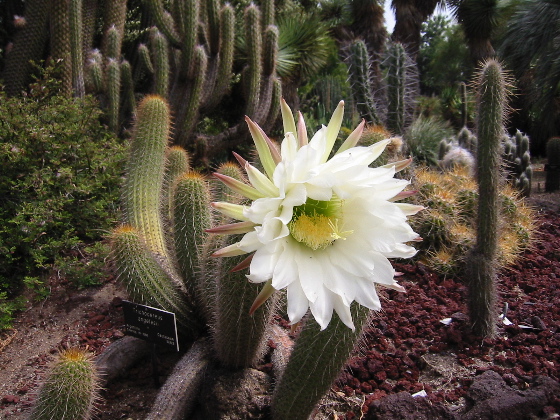 Archivo:Lightmatter cactusflower.jpg