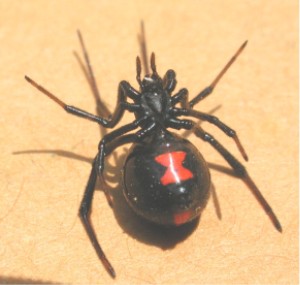 Файл:Black widow ventral 1370.jpg