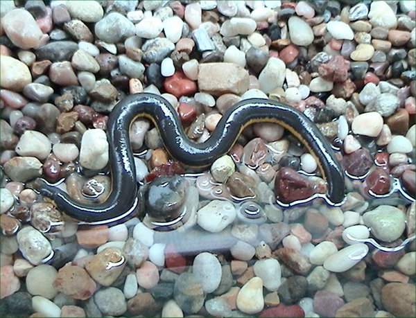 Archivo:Caecilian.jpg