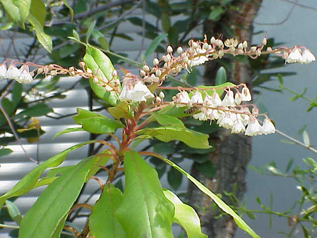 File:Clethra arborea2.jpg