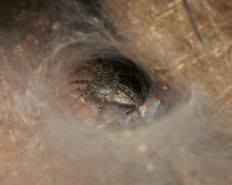 Файл:Common Funnel web spider (Hippasa agelenoides) W IMG 2780.jpg