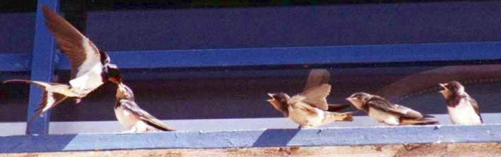 File:Golondrina y polluelos.jpg