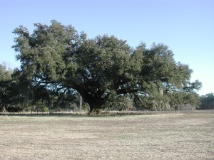 Archivo:Live oak Georgetown.jpg