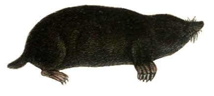 Файл:Mole white background.jpg