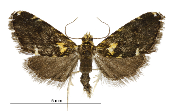 File:Glaucocharis microdora male.jpg