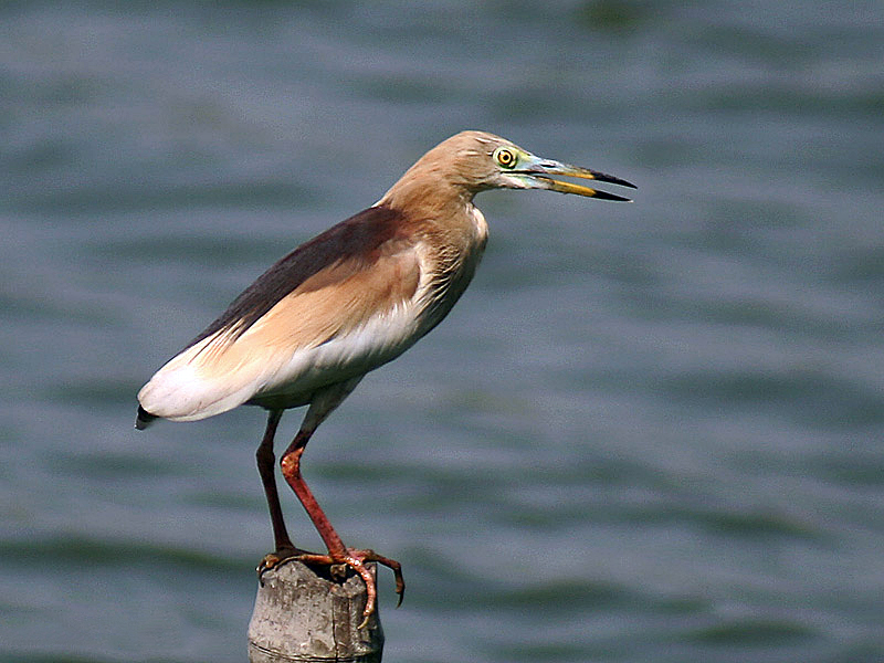 File:Indian Pond Heron I2 IMG 1142.jpg