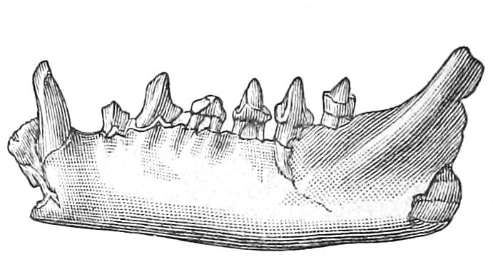 File:Paurodon valens (American Jurassic Mammals plate IX).jpg