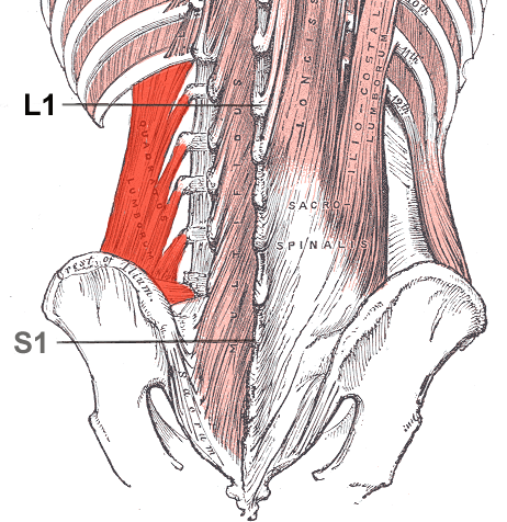 Archivo:Quadratuslumborum.png