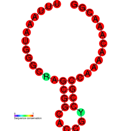 File:RF site3 secondary structure.jpg