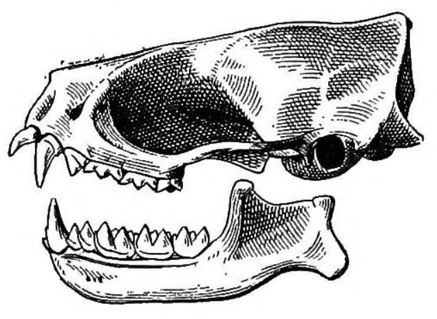 File:Cynomops planirostris skull.jpg