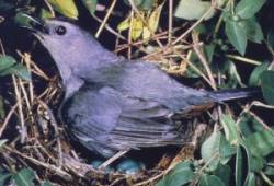 File:GreyCatbird23.jpg