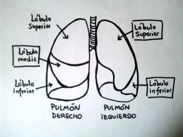 Archivo:Lóbulos pulmonares.jpg