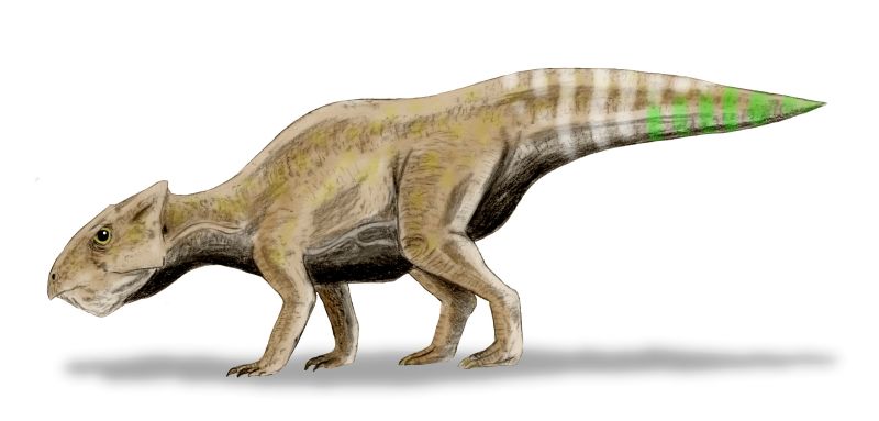 File:Yamaceratops BW.jpg