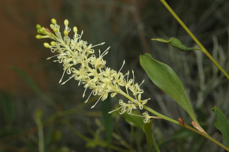 File:Grevillea shuttleworthiana.jpg