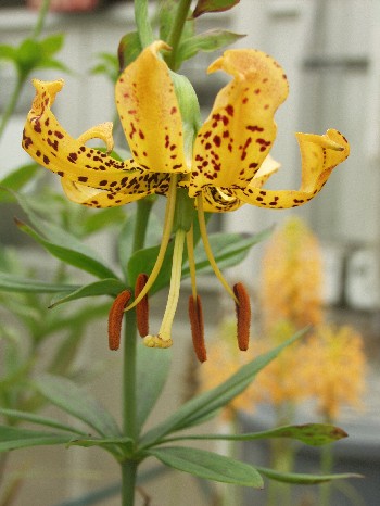 File:Lilium iridollae.jpg