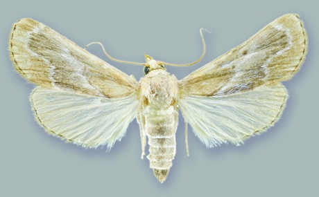 File:Schacontia ysticalis - ZooKeys-291-027-g001-5.jpeg