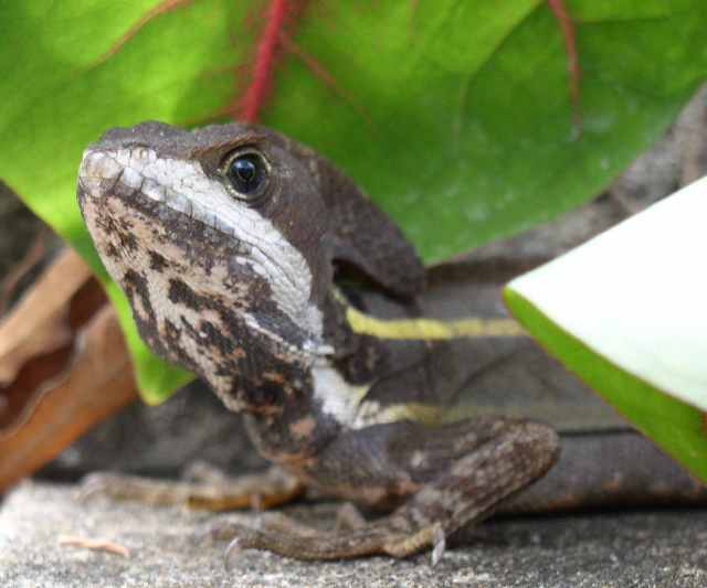 Archivo:Striped basilisk lizard.jpg