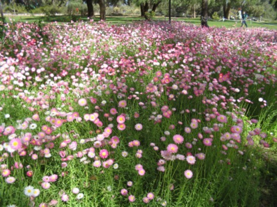 File:WildFlowers.jpg