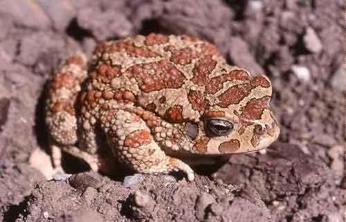 File:Bufo mauritanicus02.jpg