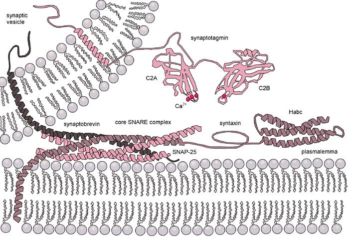 File:Exocytosis-machinery.jpg